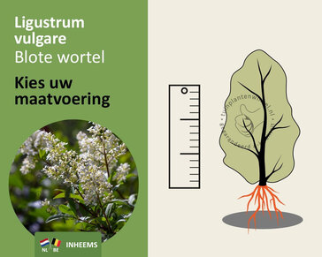 Ligustrum vulgare - blote wortel