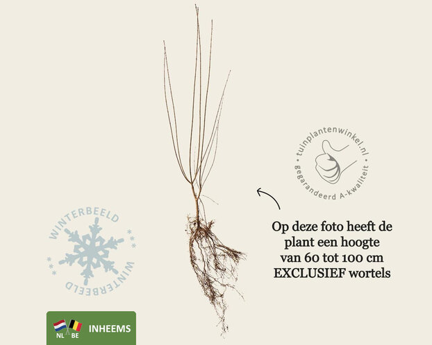 Ligustrum vulgare - blote wortel