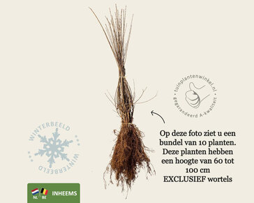 Ligustrum vulgare - blote wortel