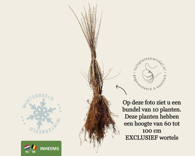 Ligustrum vulgare - blote wortel