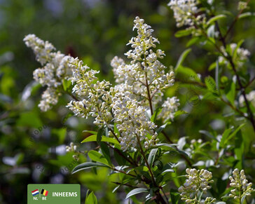 Ligustrum vulgare - blote wortel