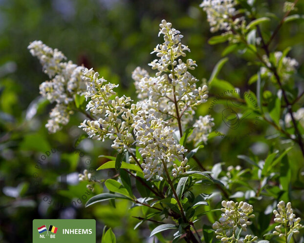 Ligustrum vulgare - blote wortel