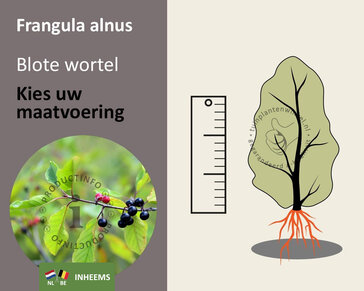 Frangula alnus - blote wortel