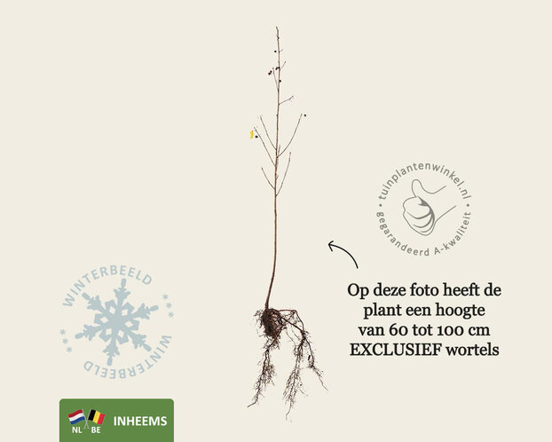 Frangula alnus - blote wortel