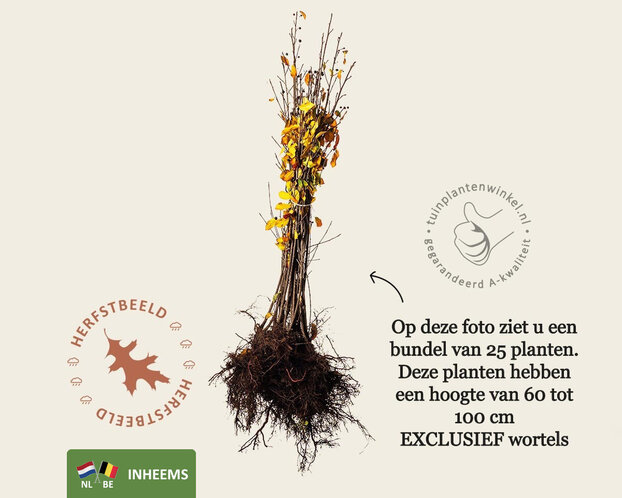 Frangula alnus - blote wortel