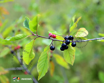 Frangula alnus - blote wortel
