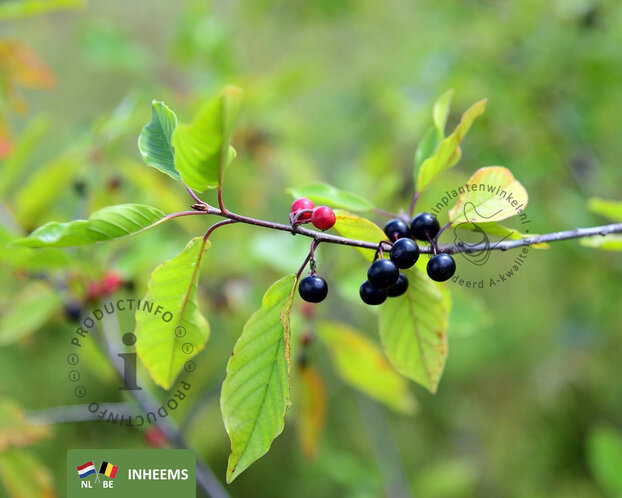 Frangula alnus - blote wortel