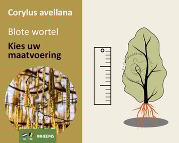 Corylus avellana - blote wortel image