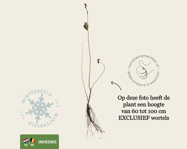 Corylus avellana - blote wortel