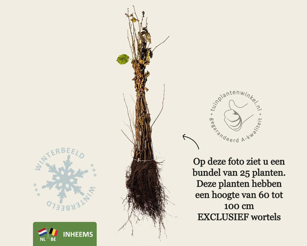 Corylus avellana - blote wortel