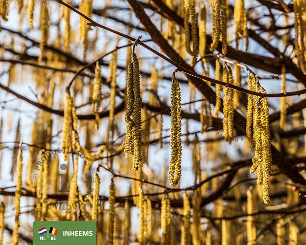 Corylus avellana - blote wortel