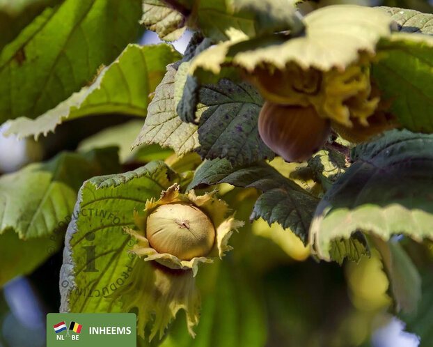 Corylus avellana - blote wortel