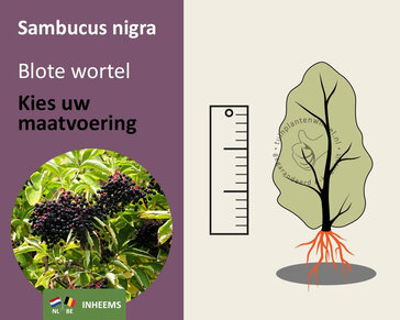 Sambucus nigra - blote wortel
