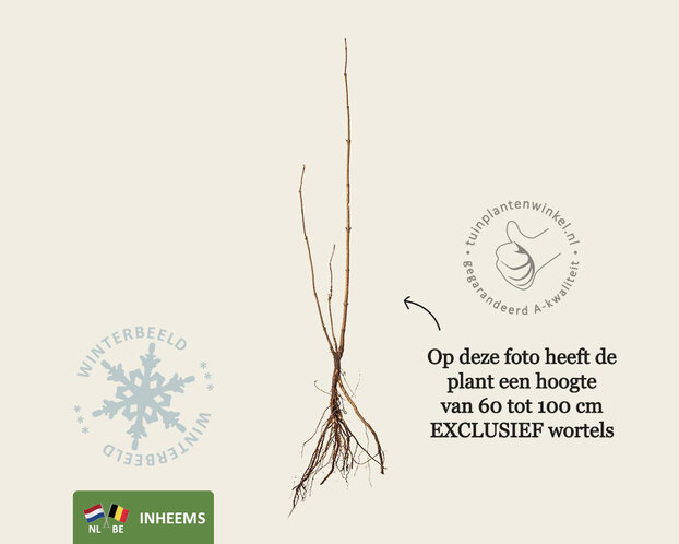 Sambucus nigra - blote wortel