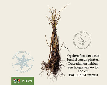 Sambucus nigra - blote wortel