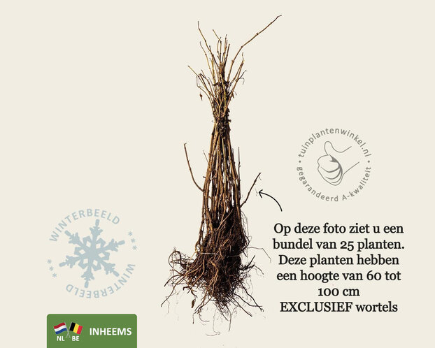 Sambucus nigra - blote wortel