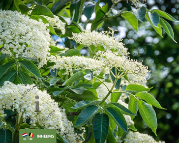 Sambucus nigra - blote wortel