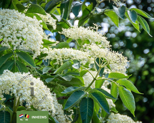 Sambucus nigra - blote wortel