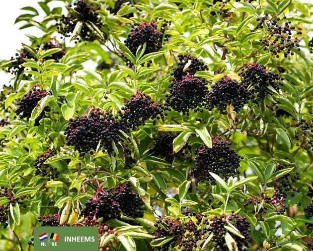 Sambucus nigra - blote wortel