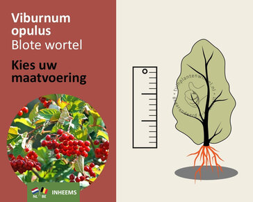Viburnum opulus - blote wortel