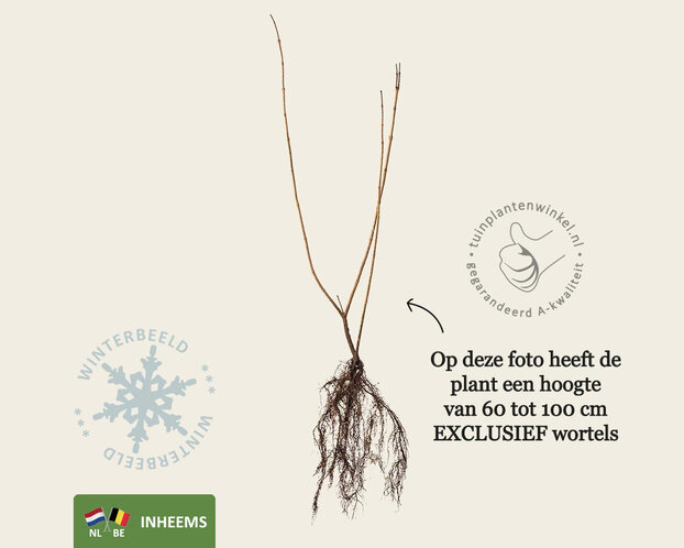 Viburnum opulus - blote wortel