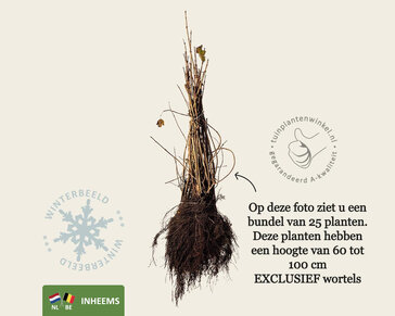 Viburnum opulus - blote wortel