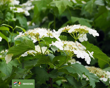 Viburnum opulus - blote wortel