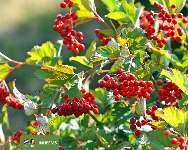 Viburnum opulus - blote wortel