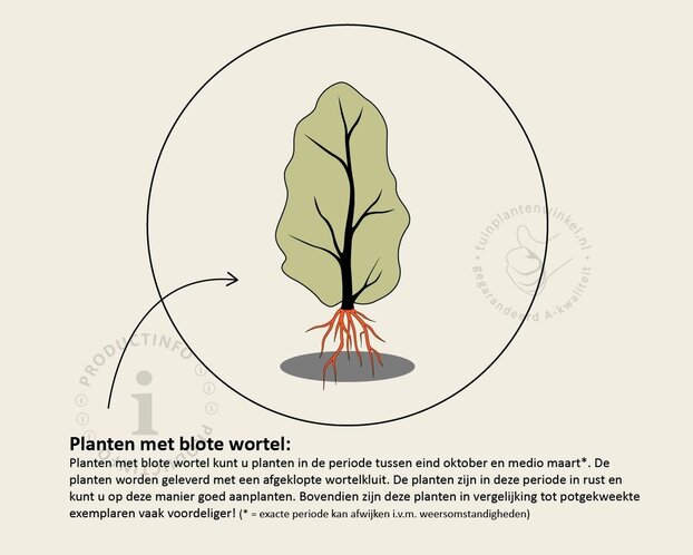 Viburnum opulus - blote wortel