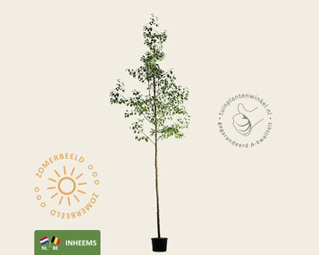 Alnus glutinosa - hoogstam image