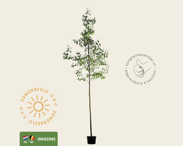 Alnus glutinosa - hoogstam