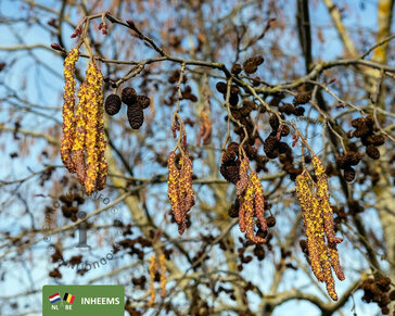 Alnus glutinosa - hoogstam