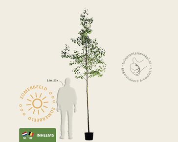 Alnus glutinosa - hoogstam