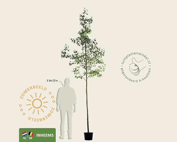 Alnus glutinosa - hoogstam