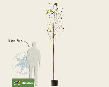 Alnus glutinosa - hoogstam