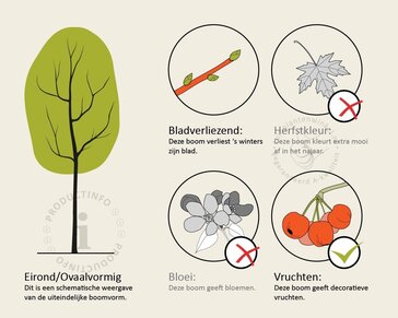 Alnus glutinosa - hoogstam