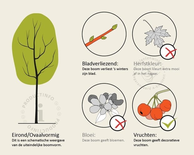 Alnus glutinosa - hoogstam