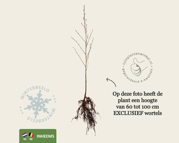 Alnus glutinosa - blote wortel