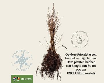 Alnus glutinosa - blote wortel