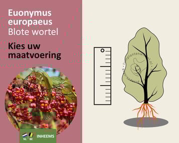 Euonymus europaeus - blote wortel image