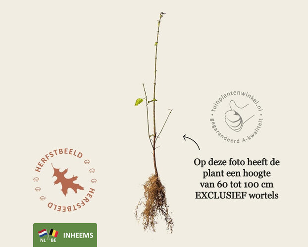 Euonymus europaeus - blote wortel