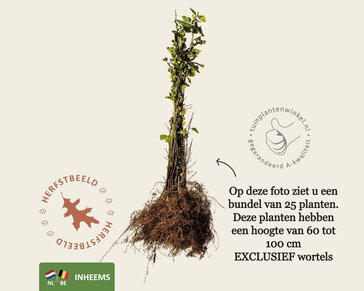 Euonymus europaeus - blote wortel