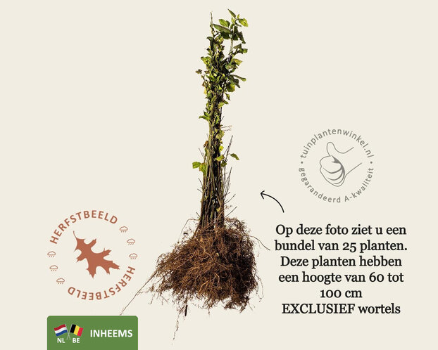 Euonymus europaeus - blote wortel