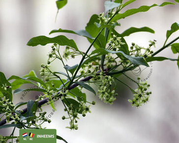 Euonymus europaeus - blote wortel