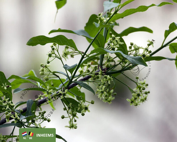 Euonymus europaeus - blote wortel