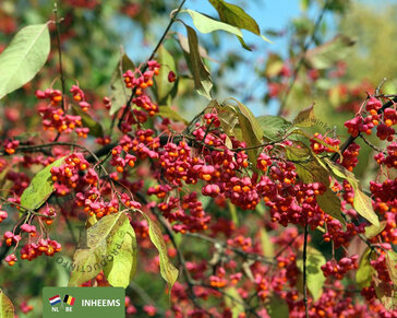 Euonymus europaeus - blote wortel