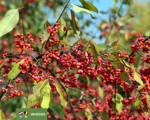 Euonymus europaeus - blote wortel