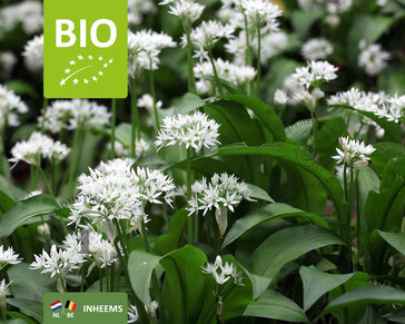 Allium ursinum - Puur