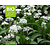 Allium ursinum - Puur