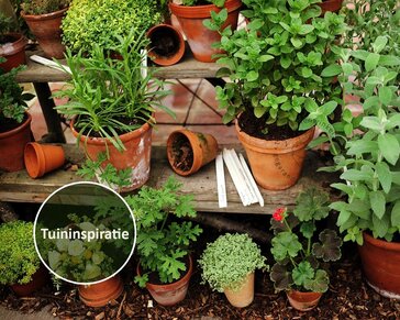 Allium ursinum - Puur